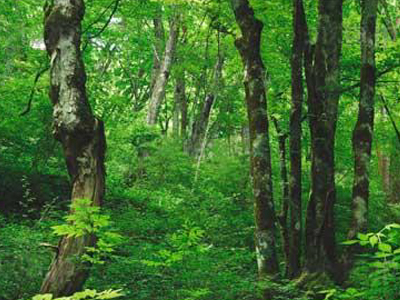 森林1