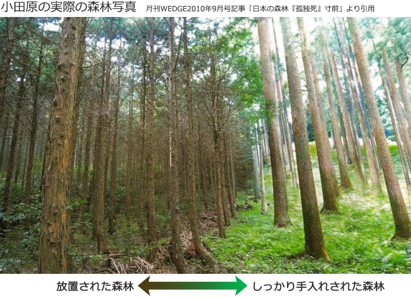 実際の森林写真